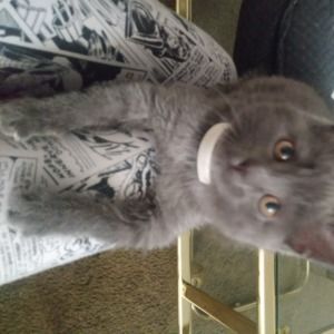 Meet your Posher, Faith